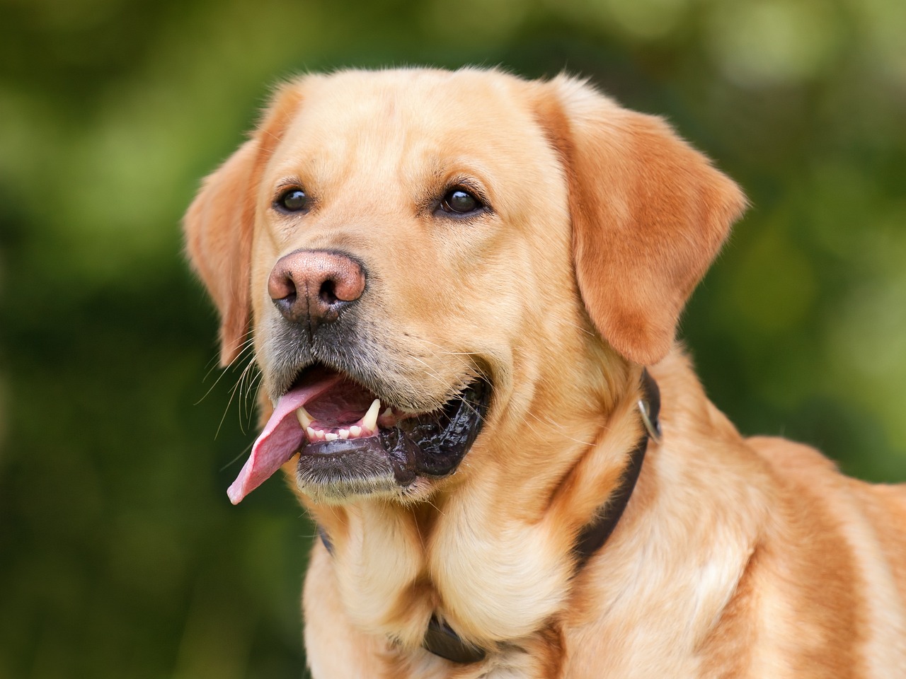 Serduszka dla psa: Zdrowe i smaczne podroby w diecie Twojego pupila
